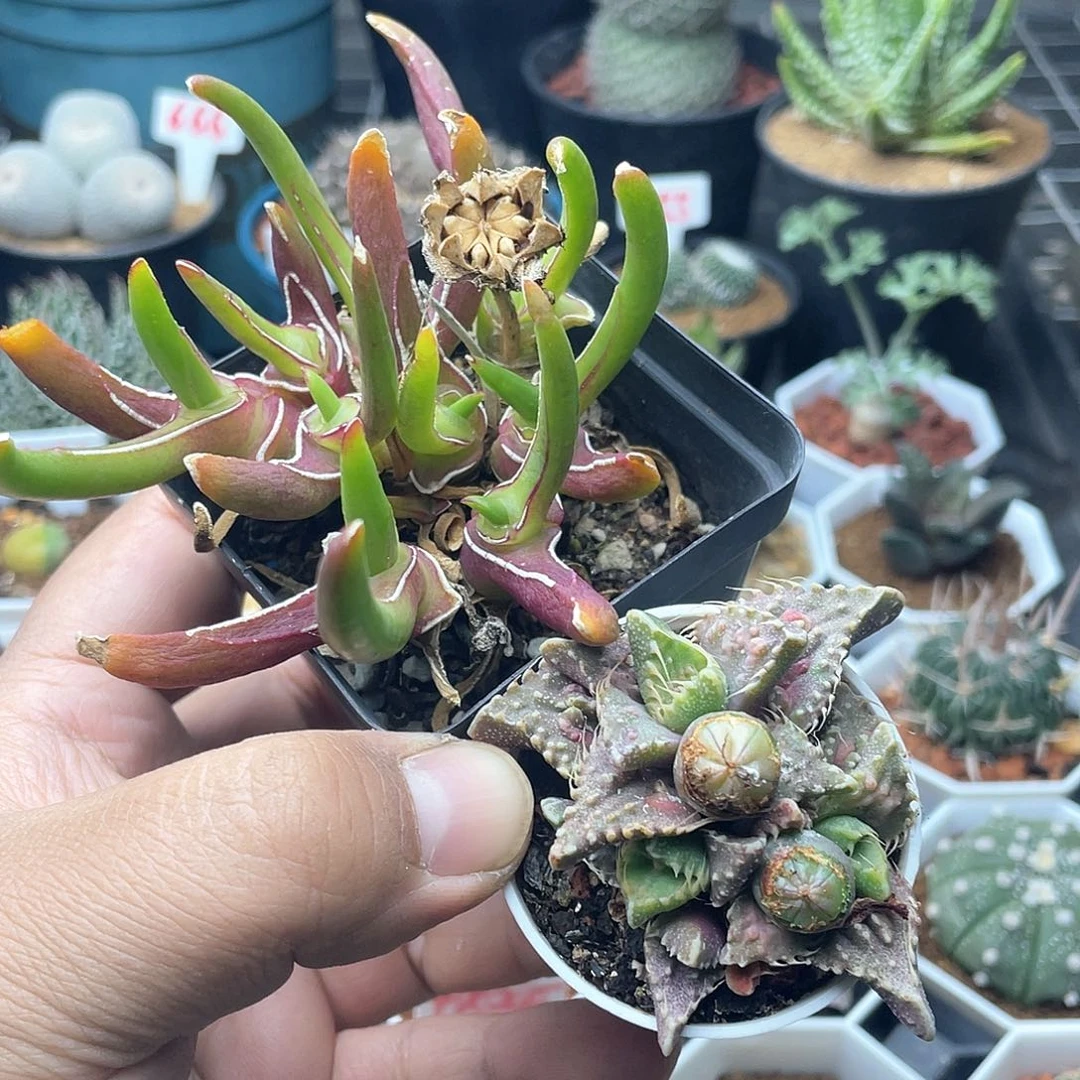 奥****宝粉丝专拍仙人球多肉植物