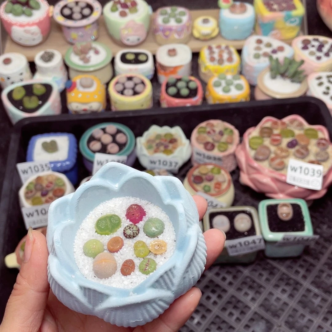 w1049 -零下地区拍保温箱-15支持寄养