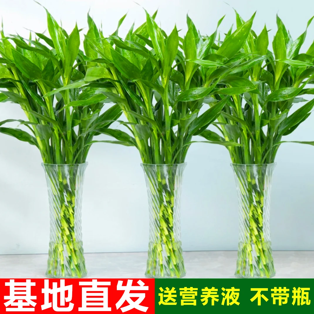 富贵竹中竹80-90厘米室内办公室净化空气绿植花卉四季水养好养