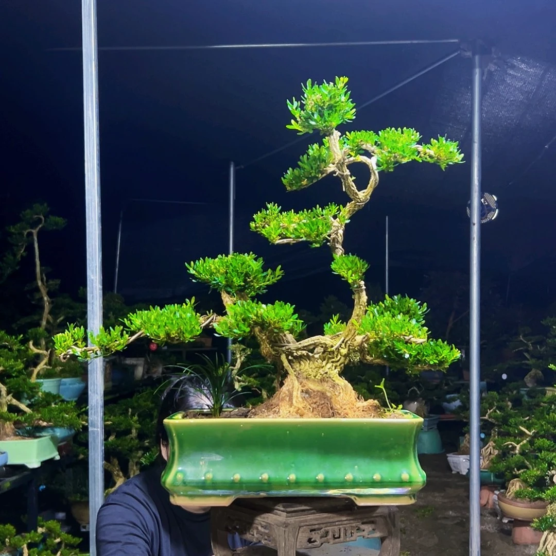 无花朵黄杨木