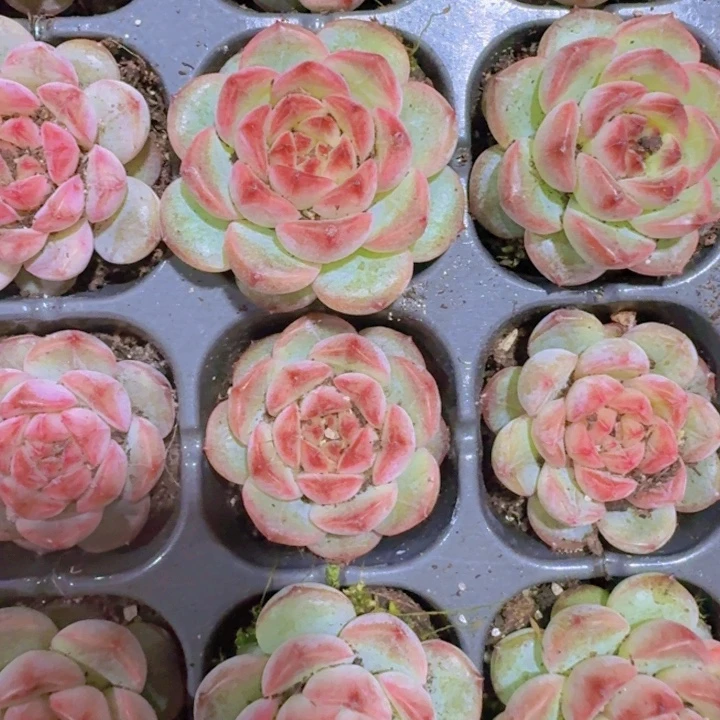 葡萄珍妮五颗一组