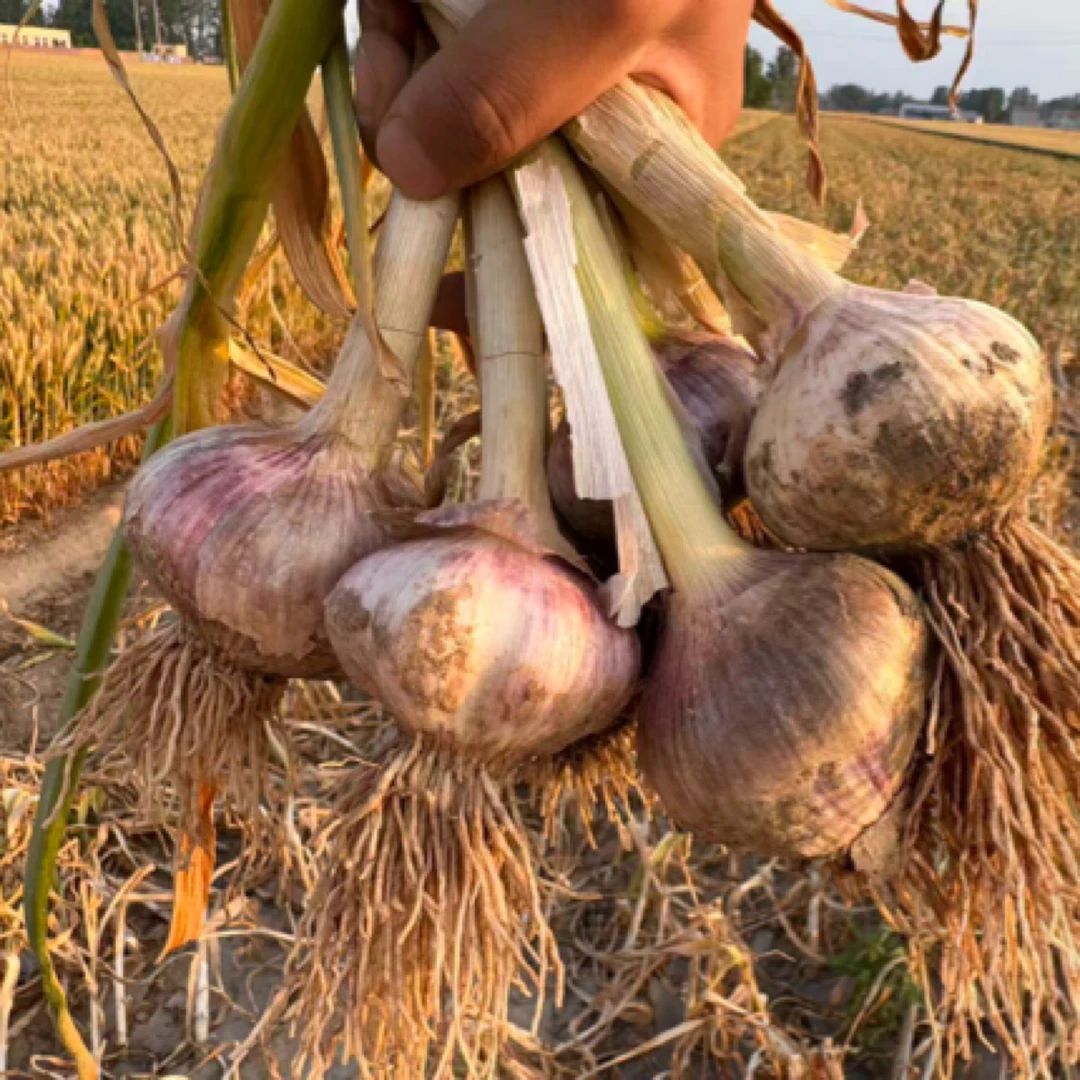 河南现挖新鲜紫白皮大蒜可腌制糖醋蒜鲜蒜