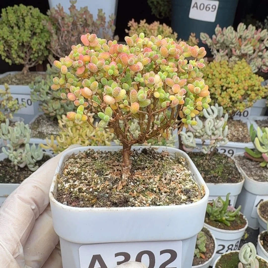 A302蜜橘糖球整点福利