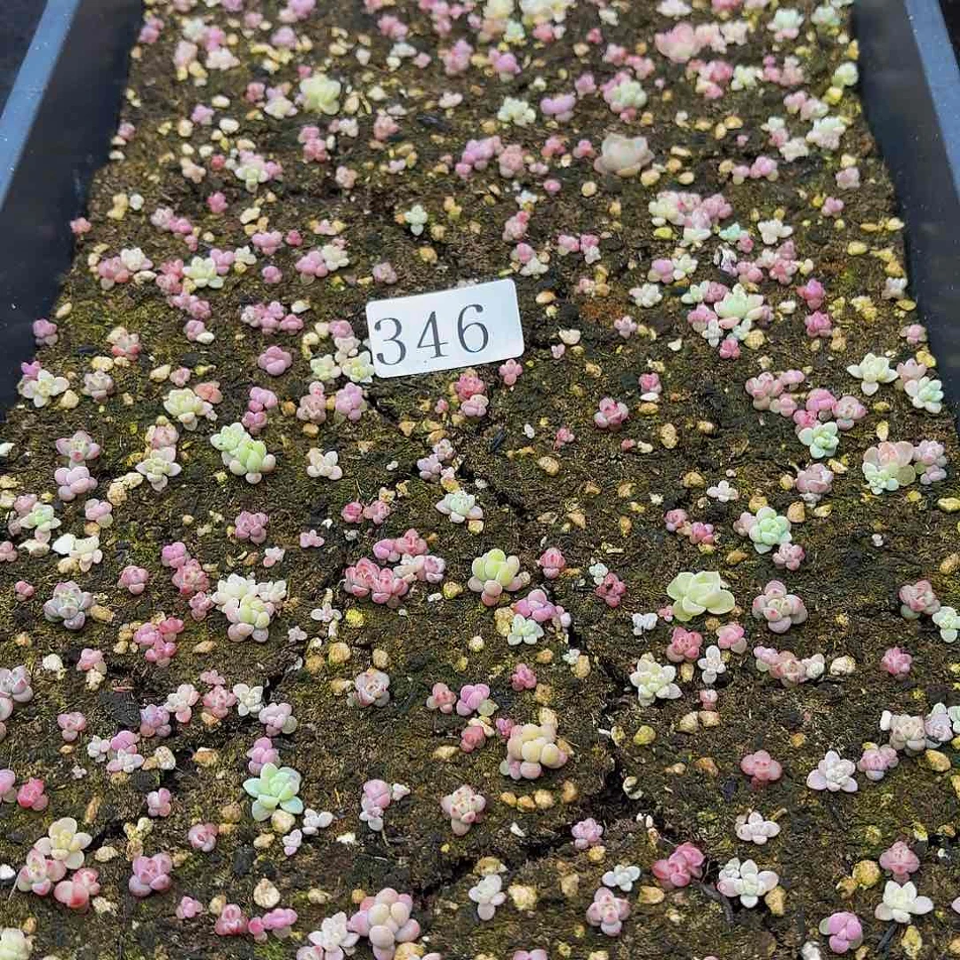 多肉植物多肉植物346