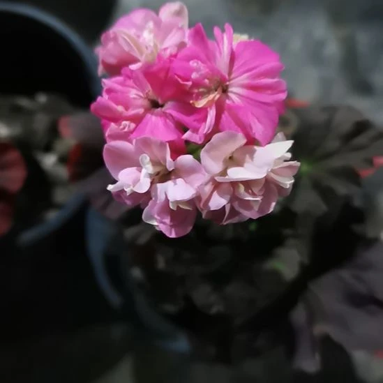 当前无花栽培后可以开花如图