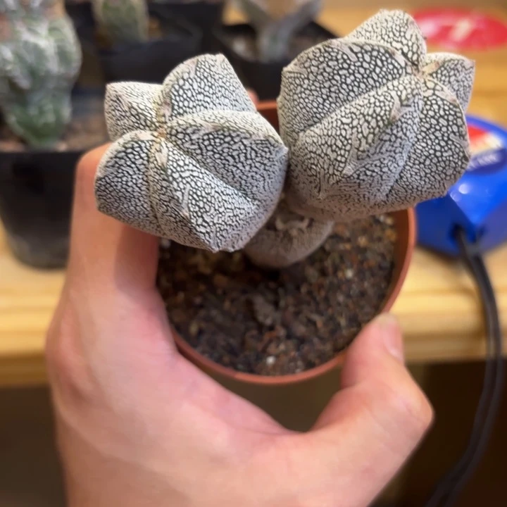 实生恩V字品相自观如图