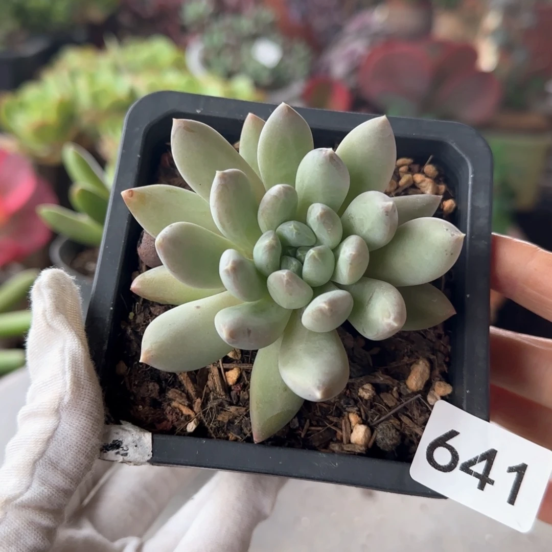 641号 一物一拍 一物一拍