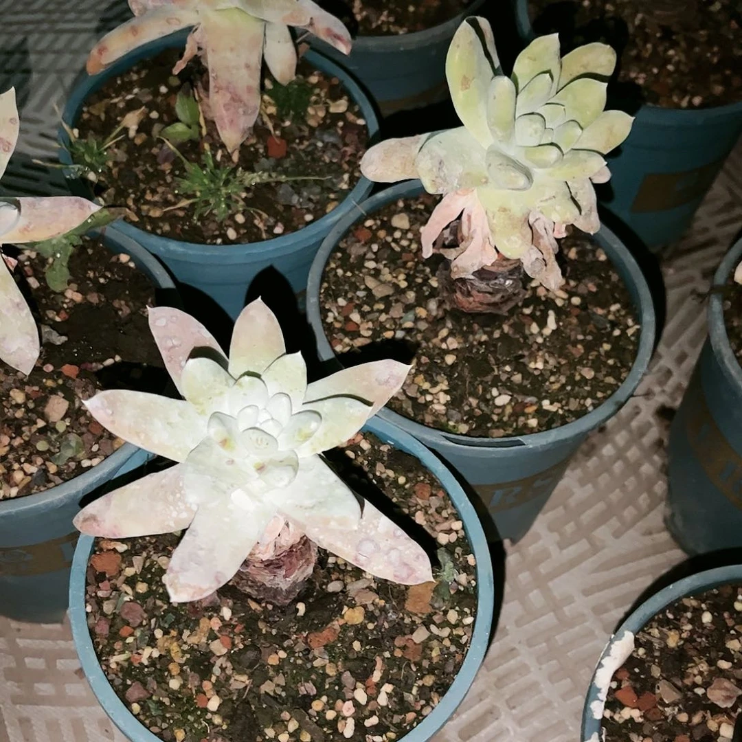 拇指单头两颗随机发多肉