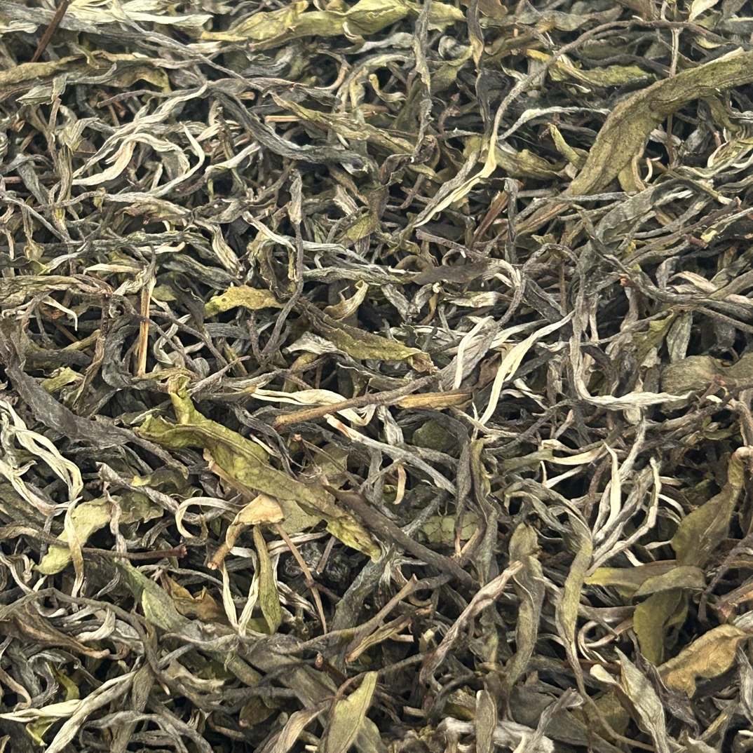 2025头春头採普洱古树茶，香高水甜，回甘生津迅猛而持久