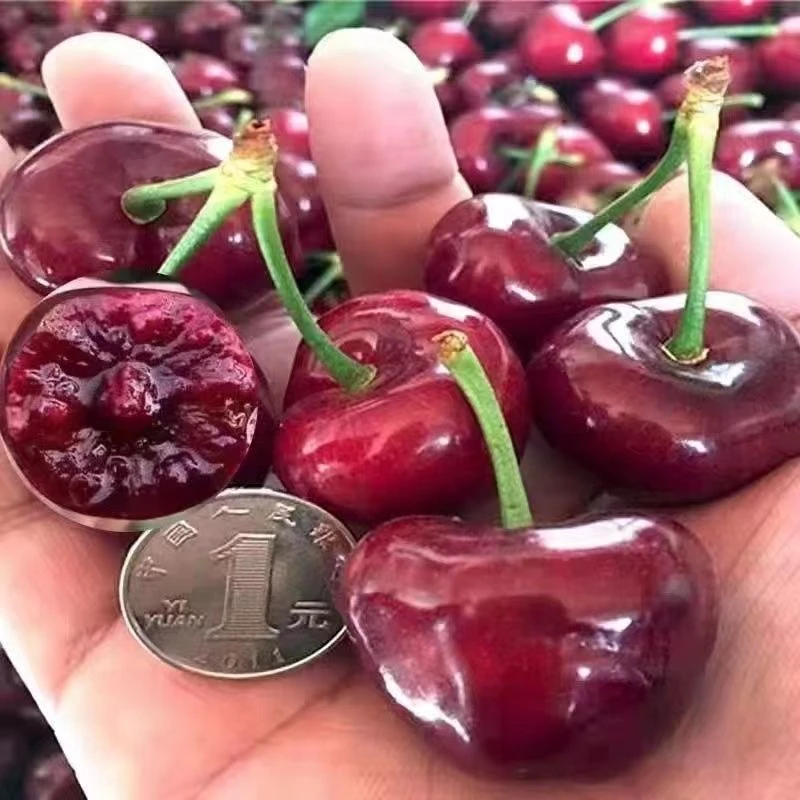 车厘子大樱桃【一物一拍】带土带叶带盆送肥料