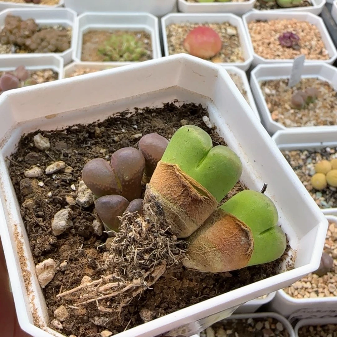 T****y5914大白多肉植物园