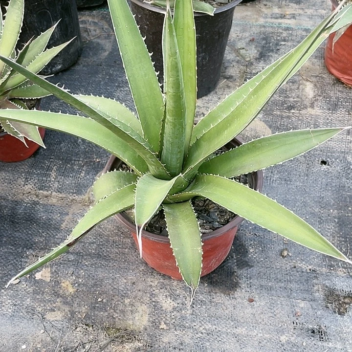 无花朵伽西3577888