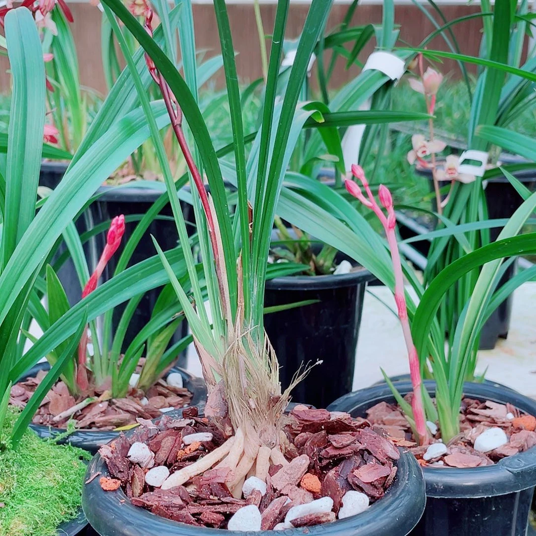 飘***飘完全开放一物一漂亮漂亮开花