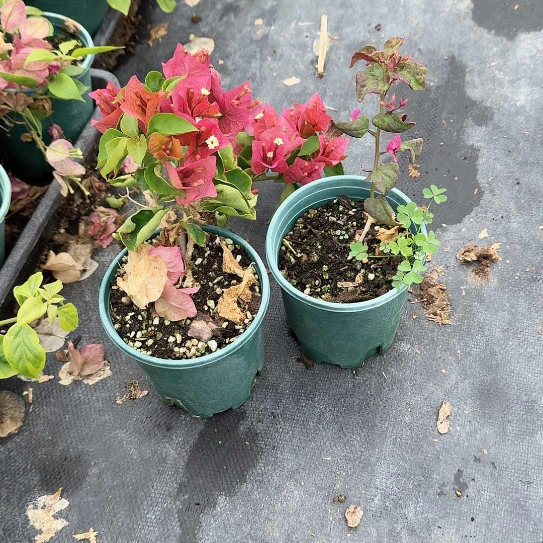 完全开放黑马和巧克力