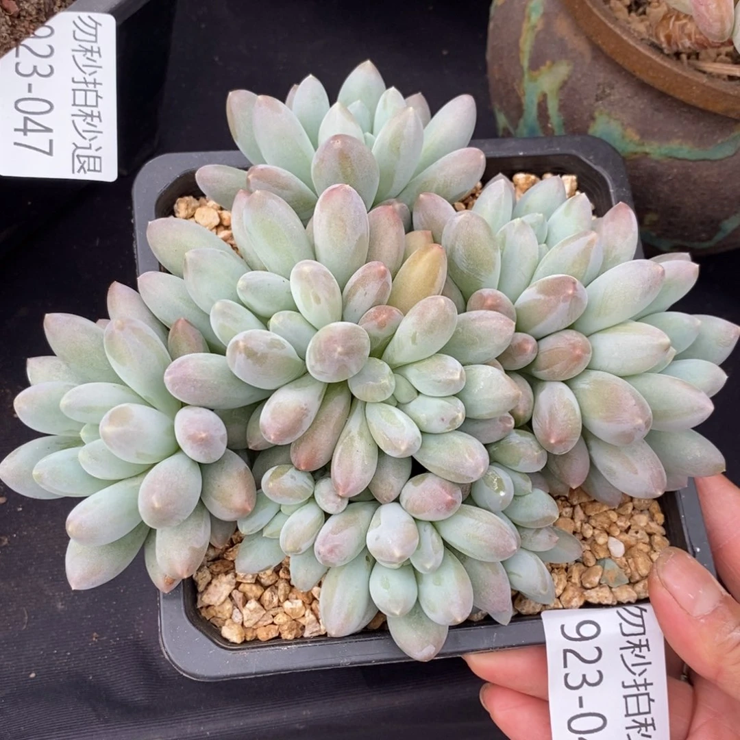 勿秒拍秒退 923-49香所