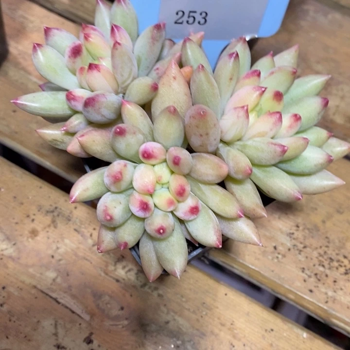 D253- 直播福利 虞美人