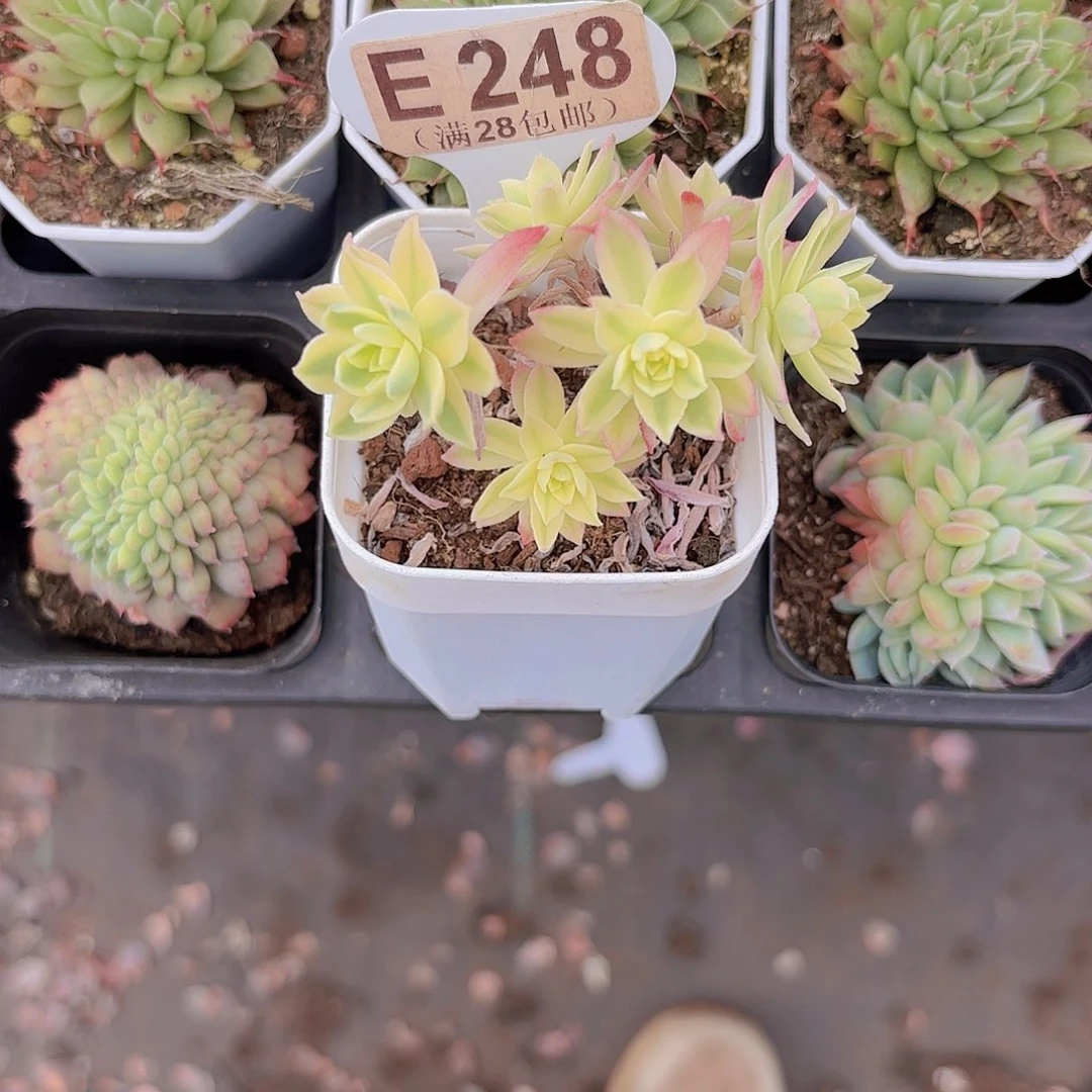 E248博化妆一物一拍