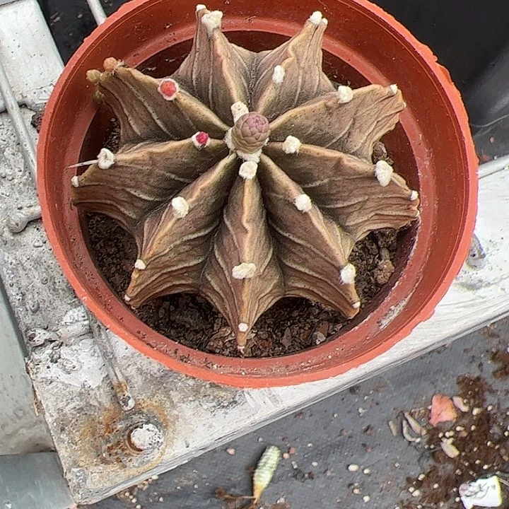 肋骨牡丹多肉植物精品