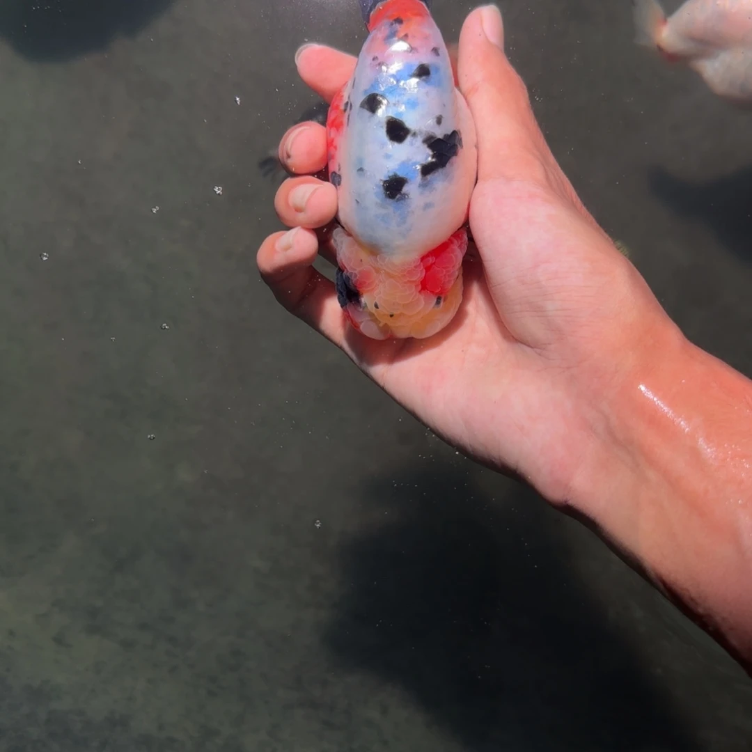 金鱼潘六精品花寿