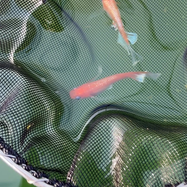 青鳉鱼编号 12 木红赤壁真长鳍一对