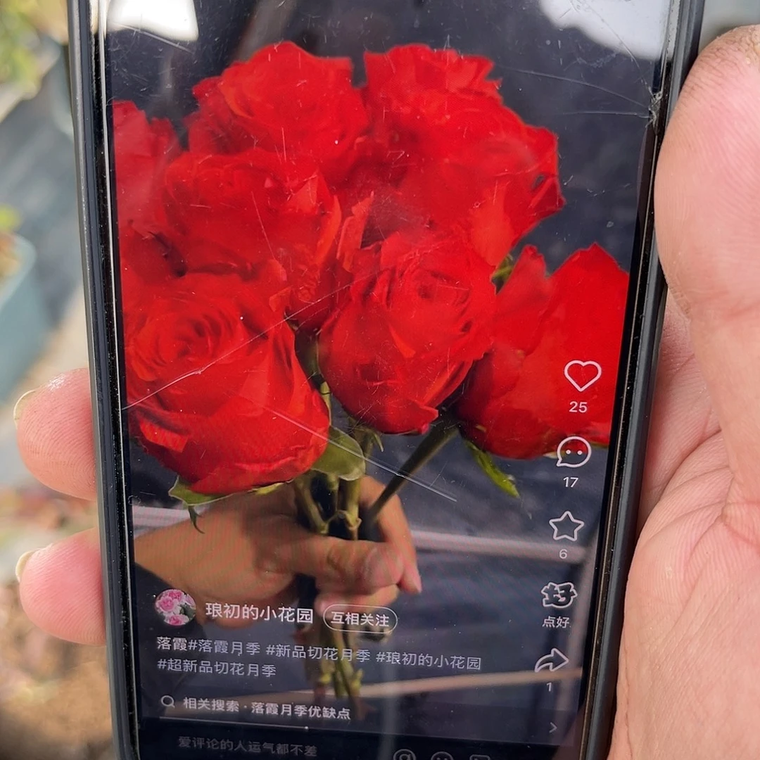 无花朵———落霞 福利款