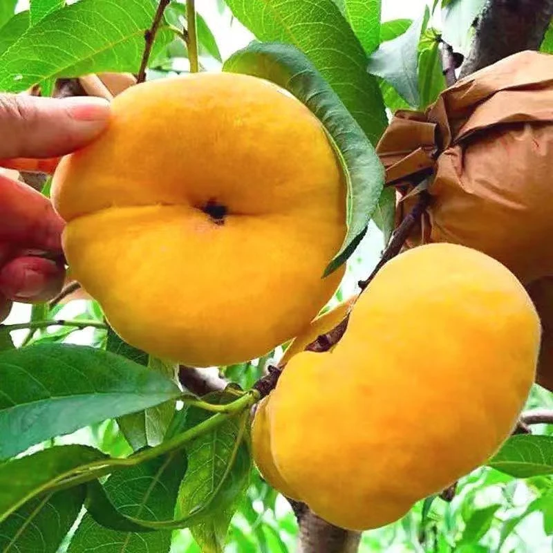 正宗山东蒙阴黄毛蟠桃软糯香甜现摘现发