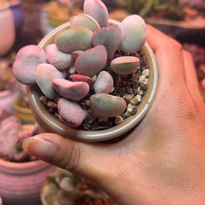 一物一拍，感谢支持