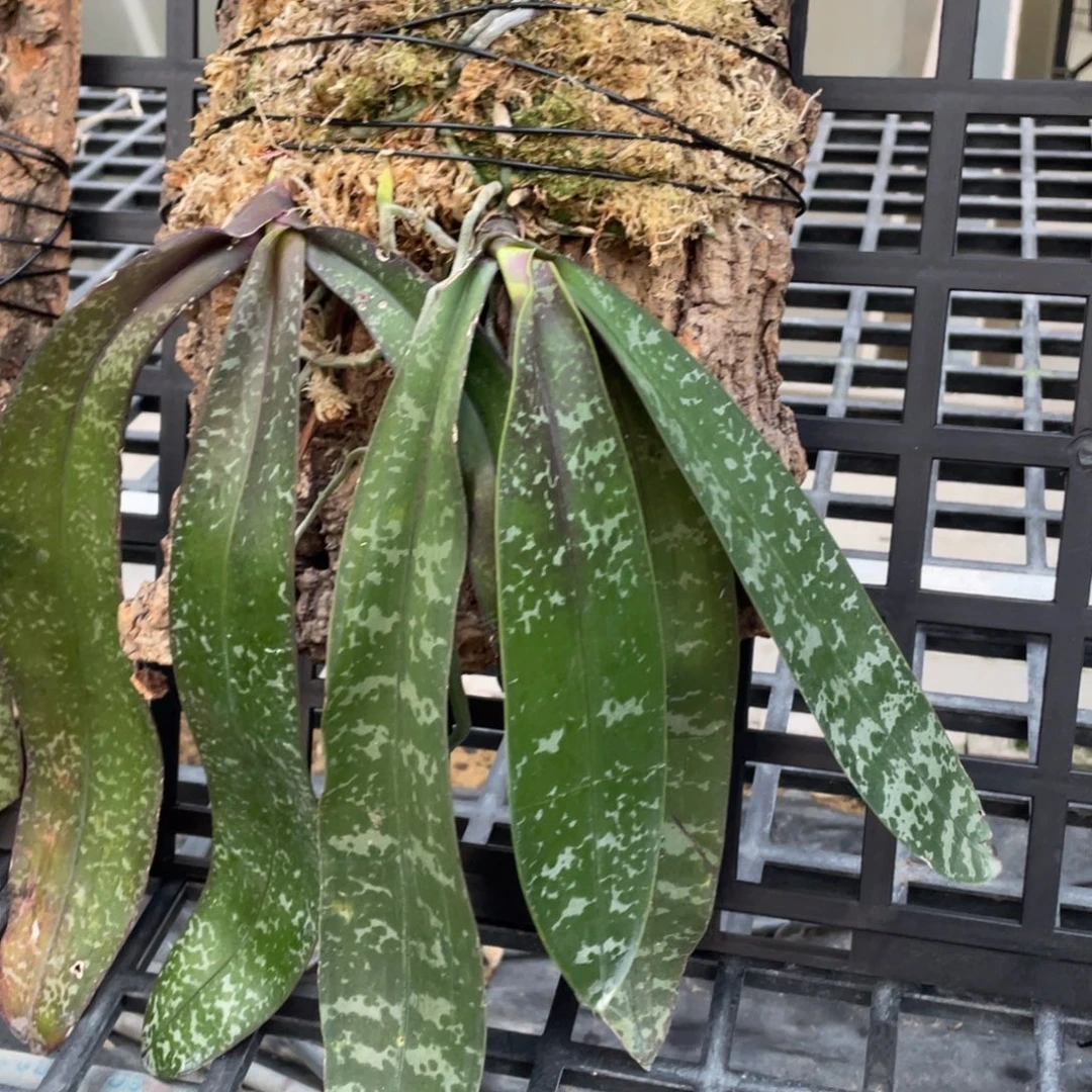 当前无花栽培后可以开花