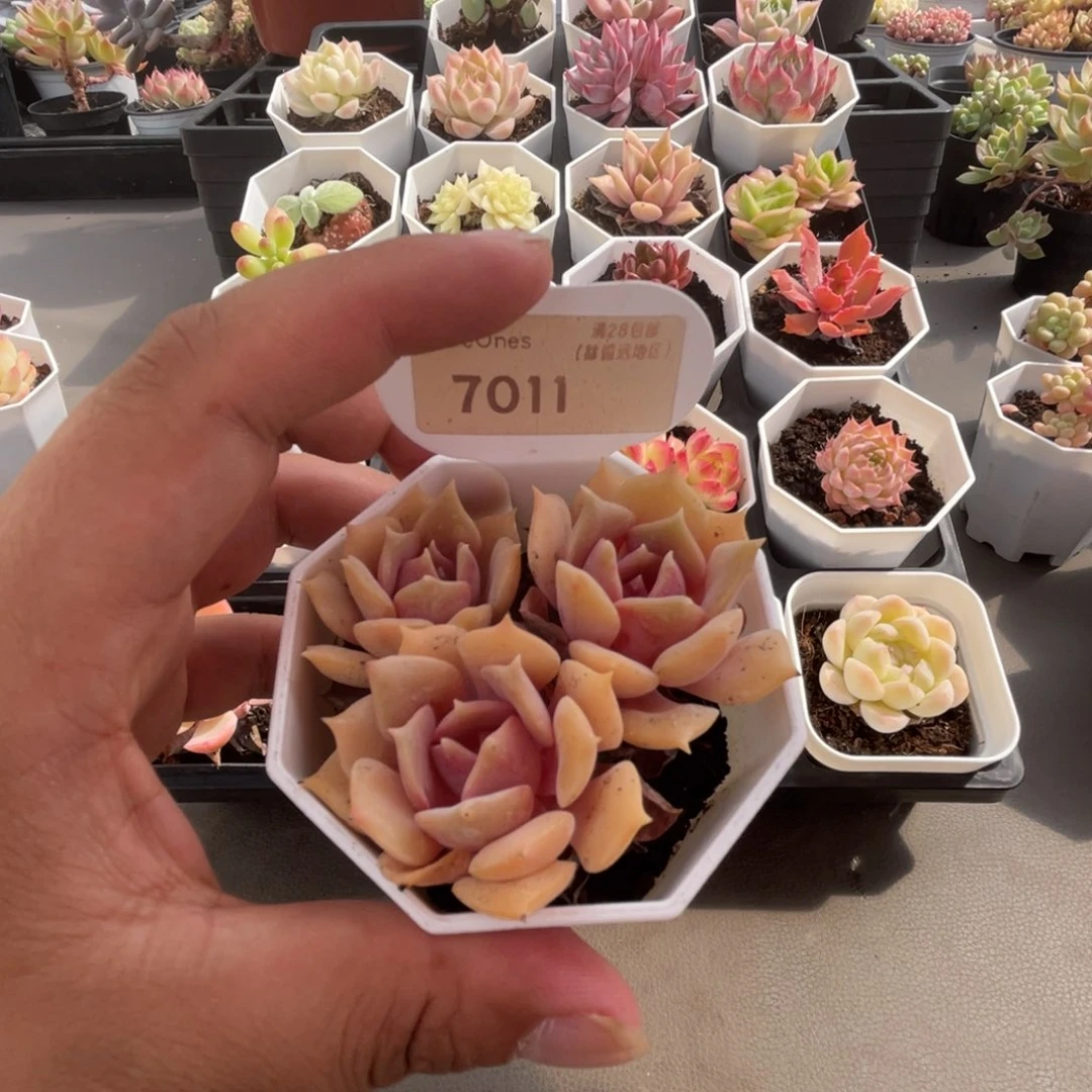 7011粉蝶  4.5厘米
