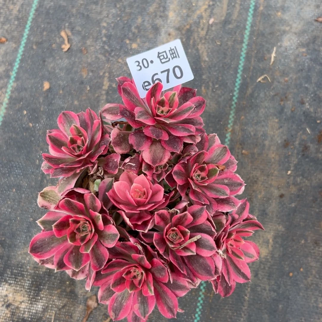 670女郎多肉法师