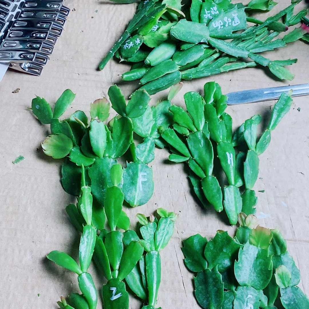 观***海无花朵叶片福利一物一拍