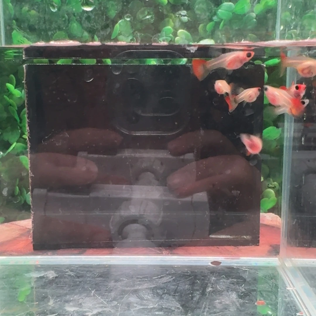 孔雀鱼深海蓝玻璃猫苗8条