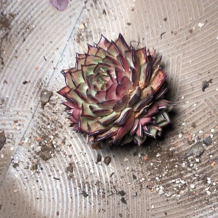 绿*54/////////////////