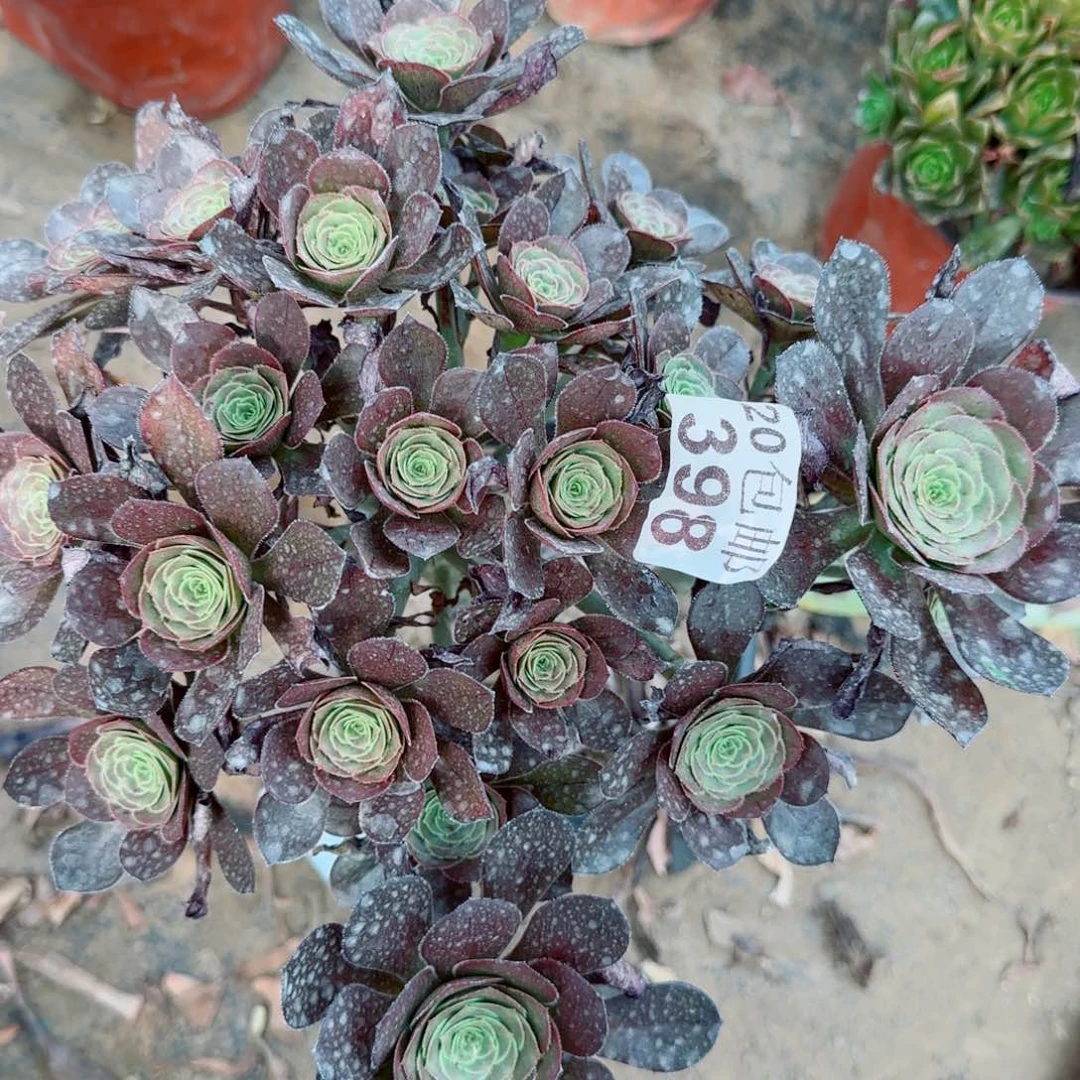 炫彩圆叶多肉398满20包邮断枝不包