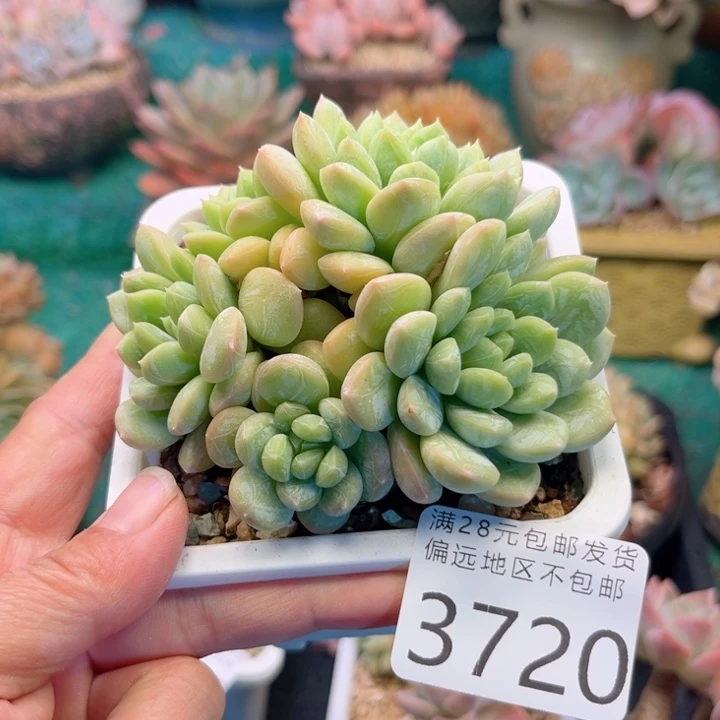 大3721（xvcbchhbbbn