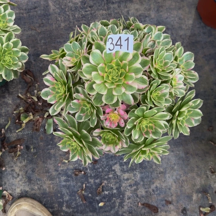 000000000341玉芙蓉