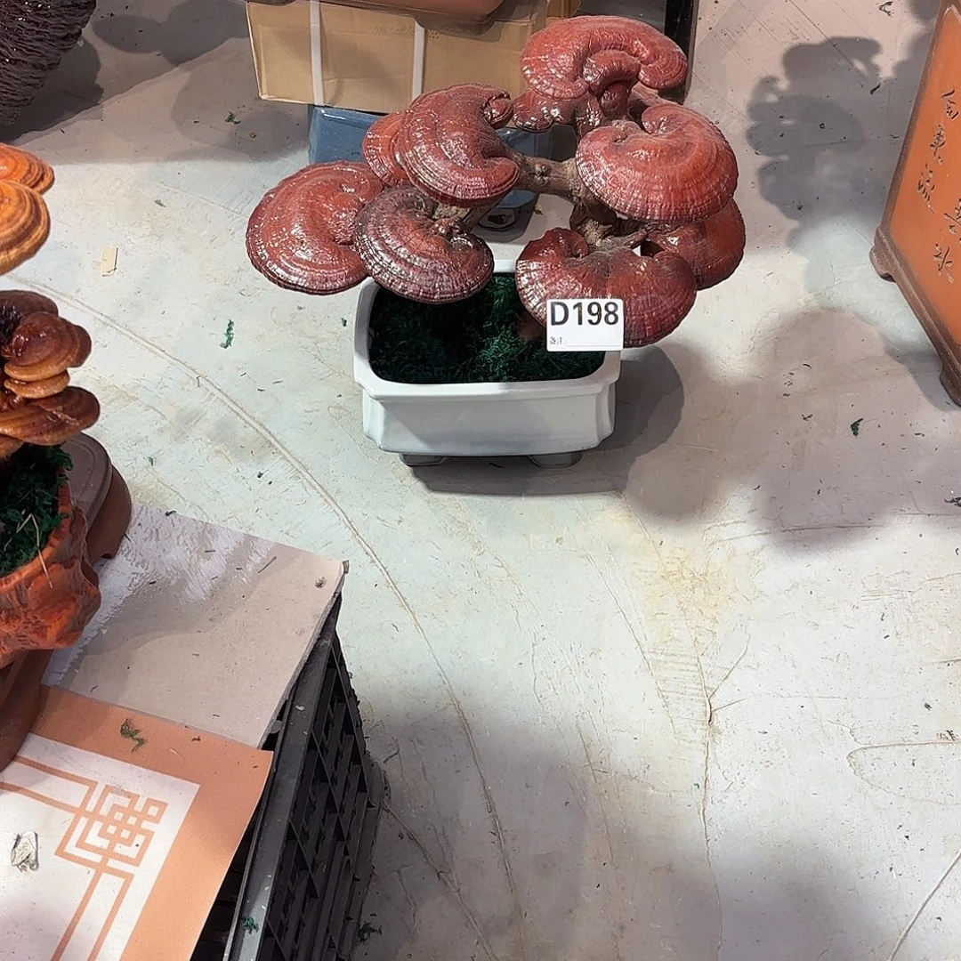 姚***生无花朵灵芝888888888888888888