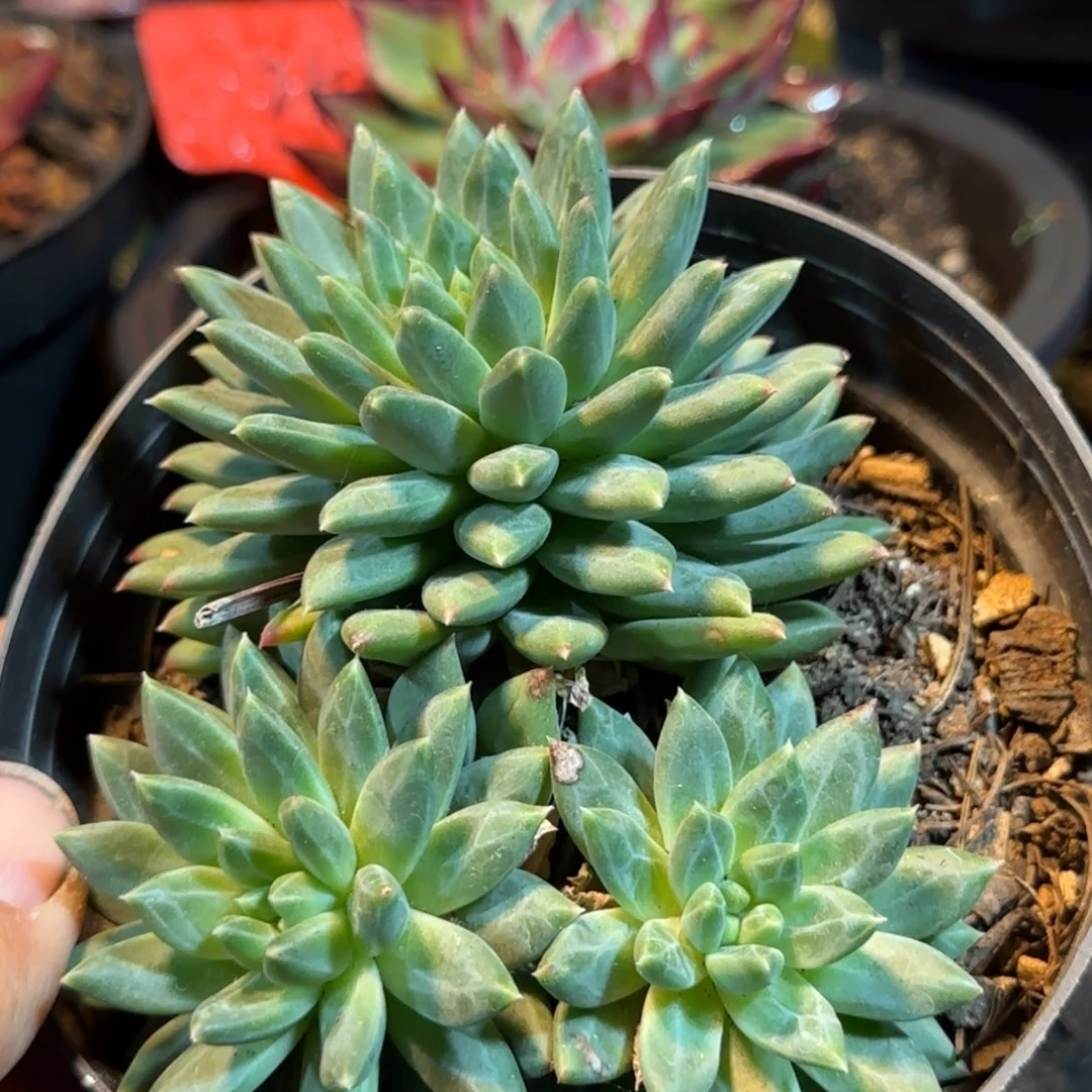 青花瓷惊鸿一物一拍包装收缩花旱