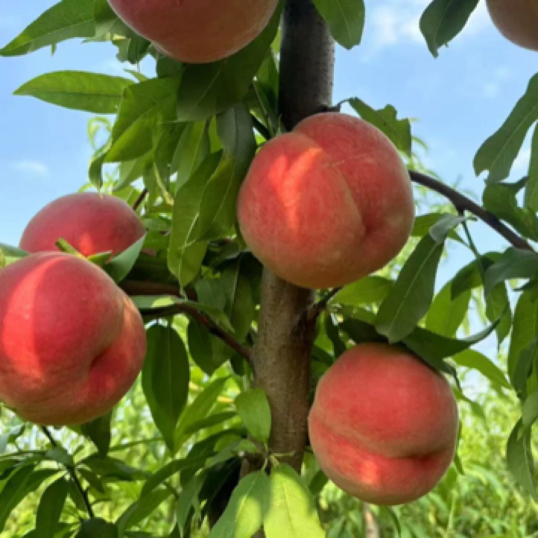 52优质种苗.（毛桃苗）