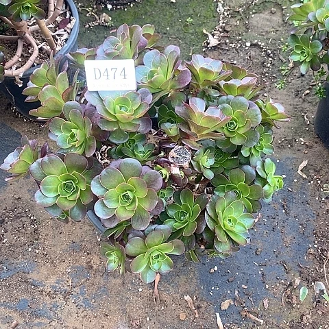 474魅金玫瑰多肉母本处理无售后