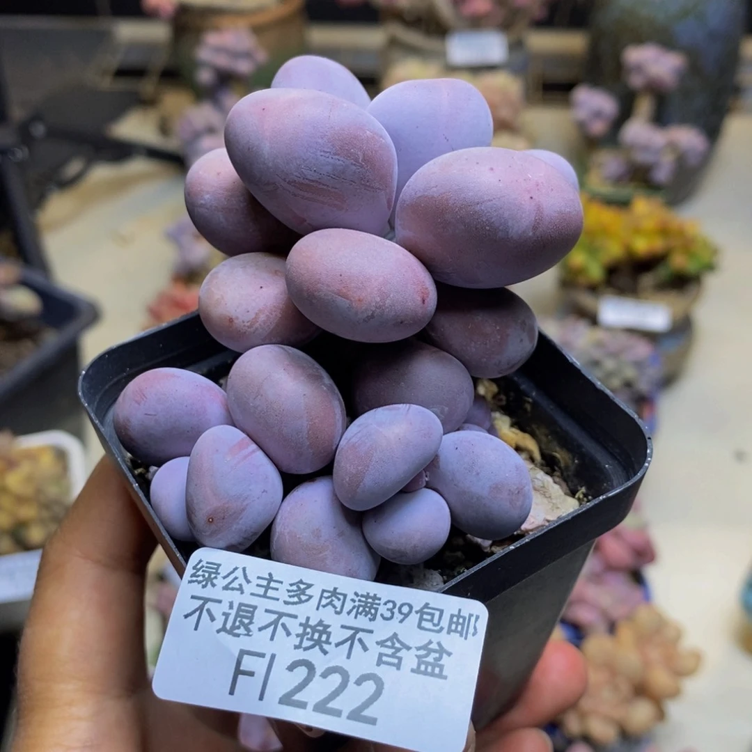 222橙奶多肉肉7c m