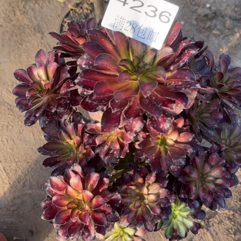 魅力多肉多肉4236