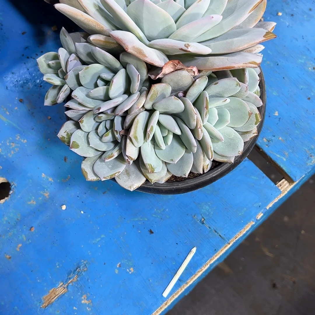 原***吖奶茶大群多肉植物