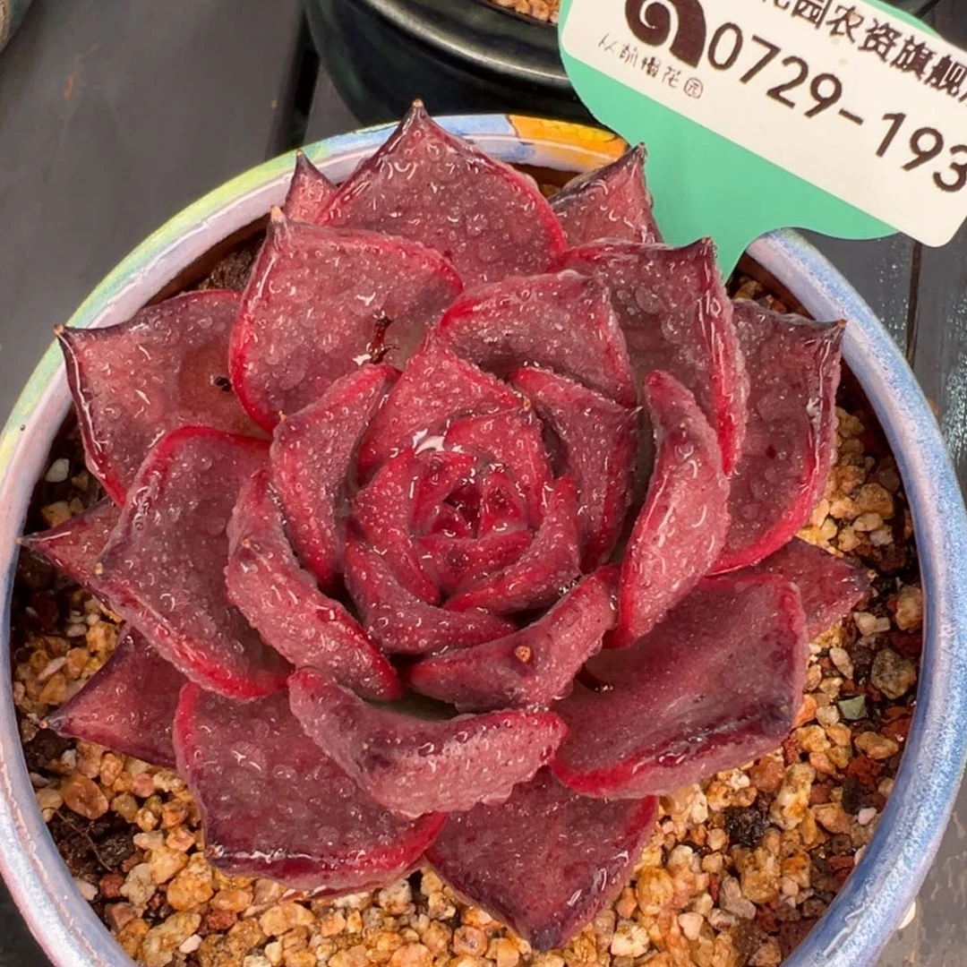 从前慢多肉精选编号0729.193