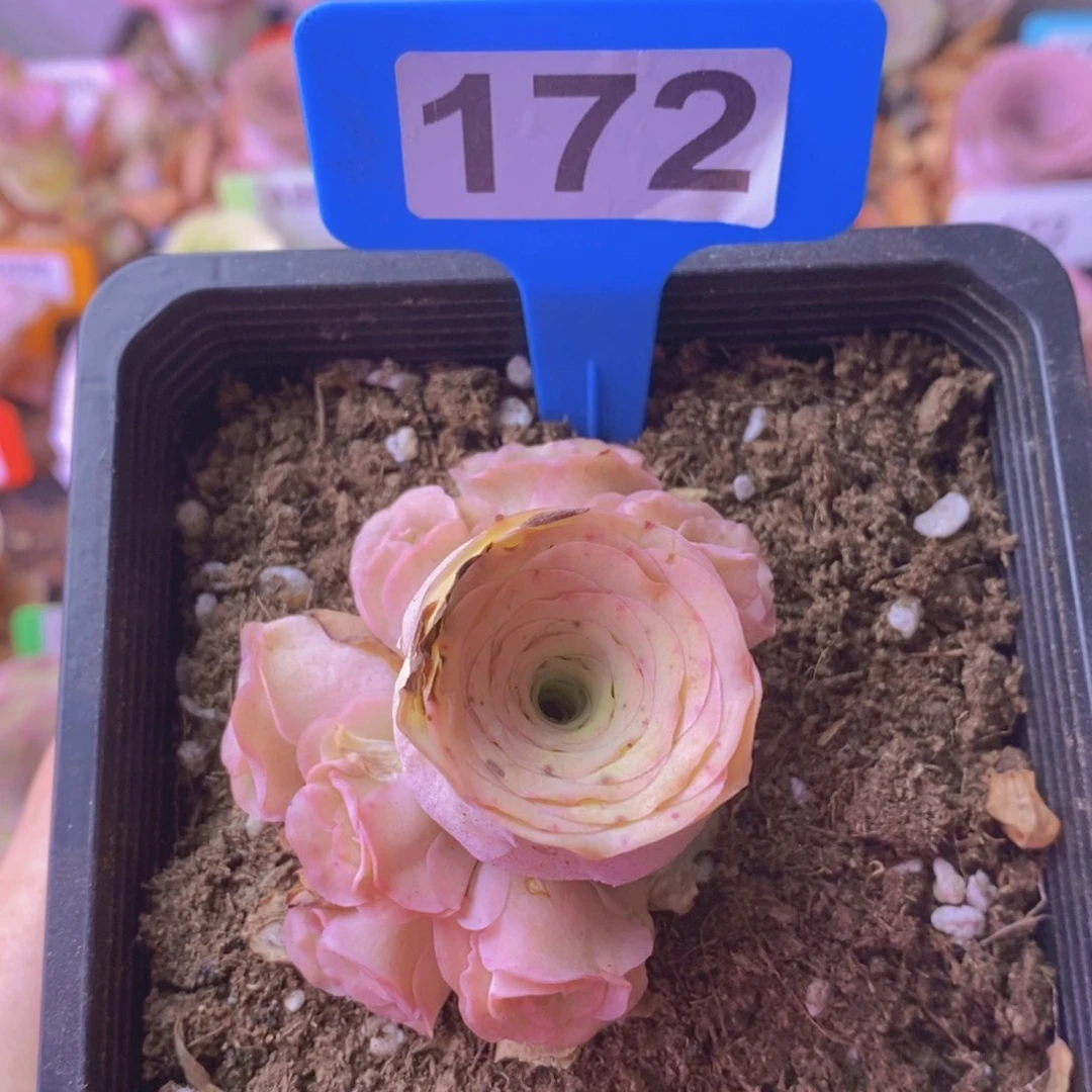 山地玫瑰一物一拍172