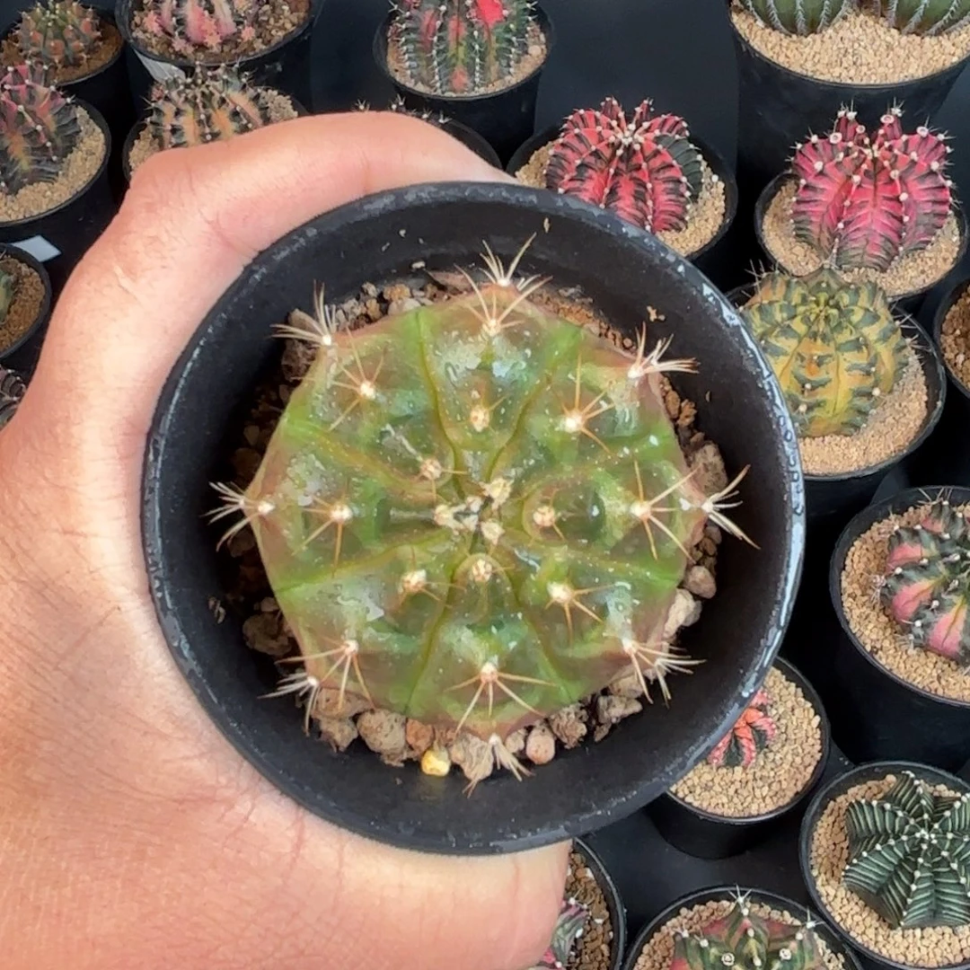 泰系米哈金色宝珠仙人球52