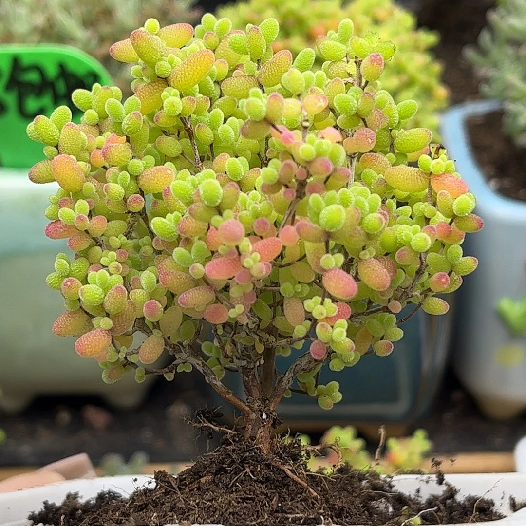 42蜜桔糖球优选枝干