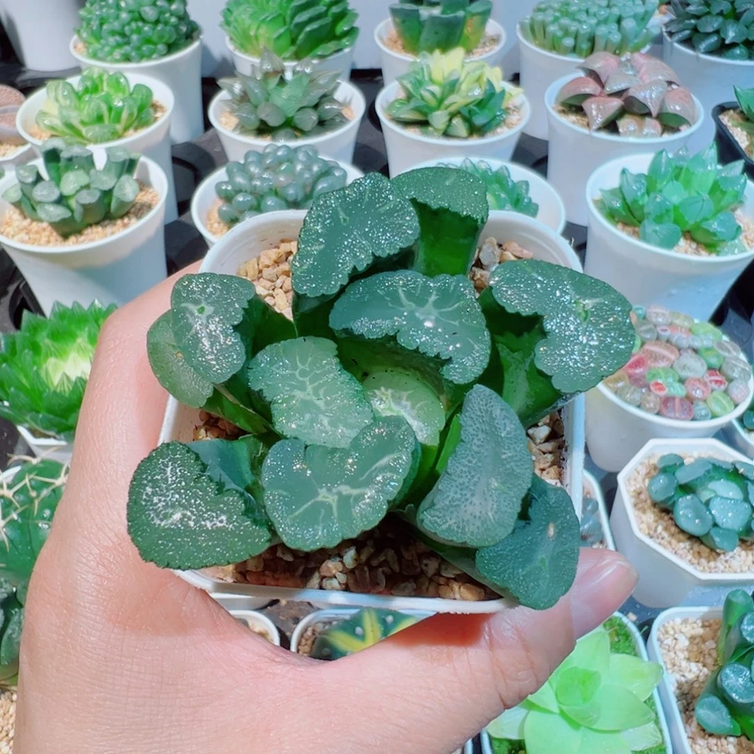 凤凰万象多肉多肉88