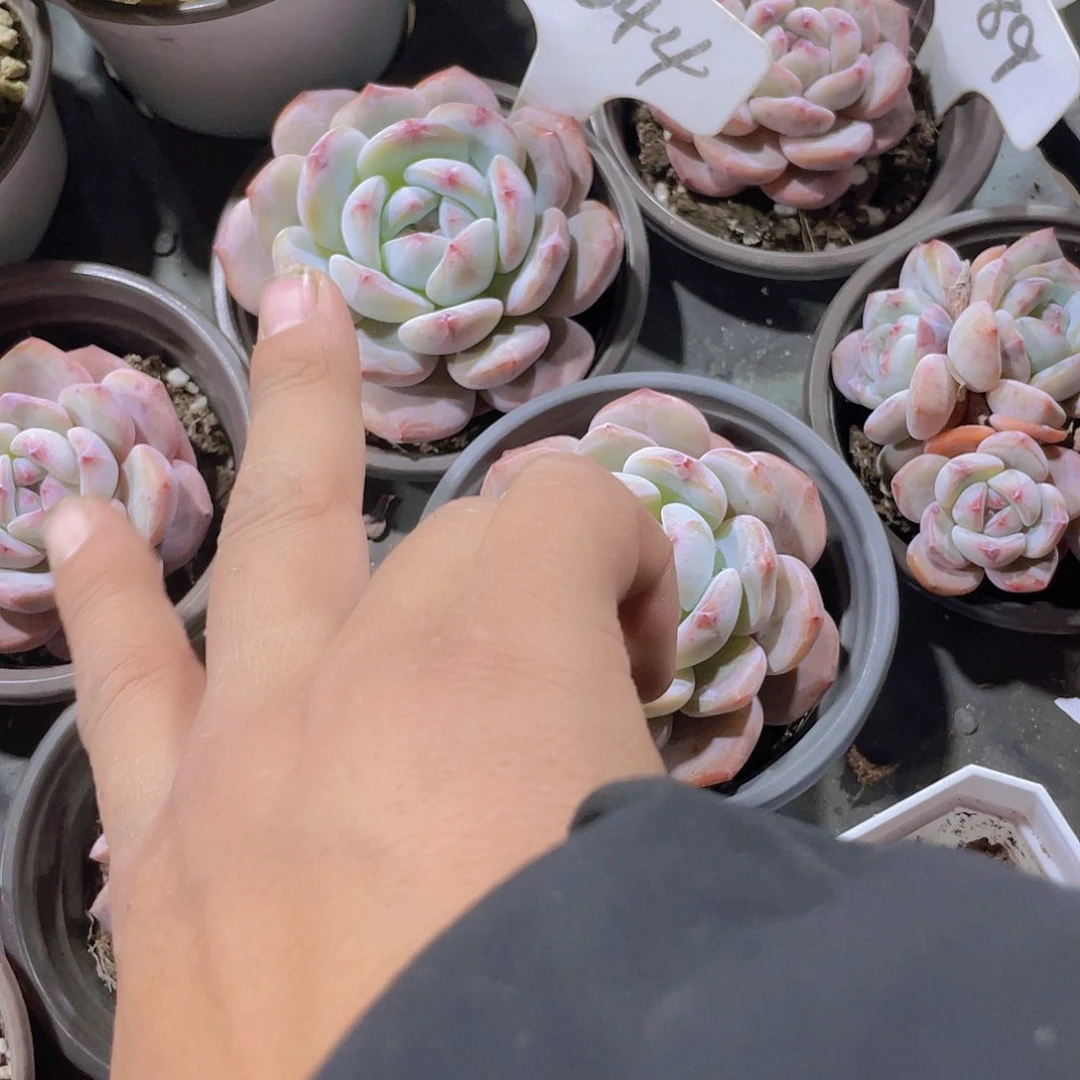 普****商星影e044一物一拍