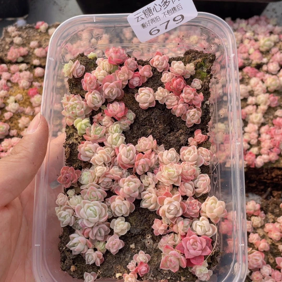 云糖心多肉植物679